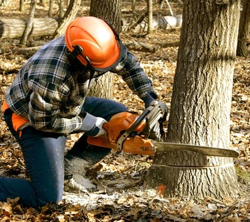 Tree Removal in Boydton, VA